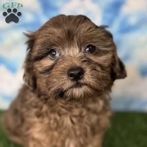 Chevy, Shih-Poo Puppy